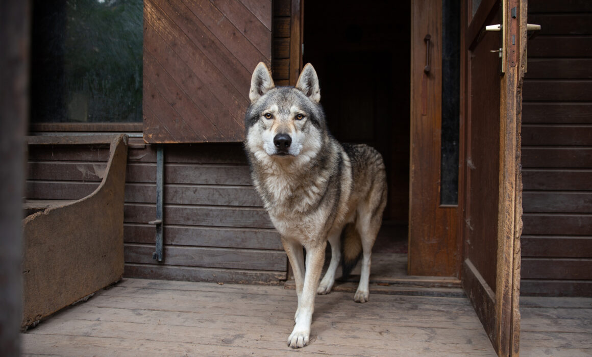 Christian Berges Wolfshund vor seinem Haus