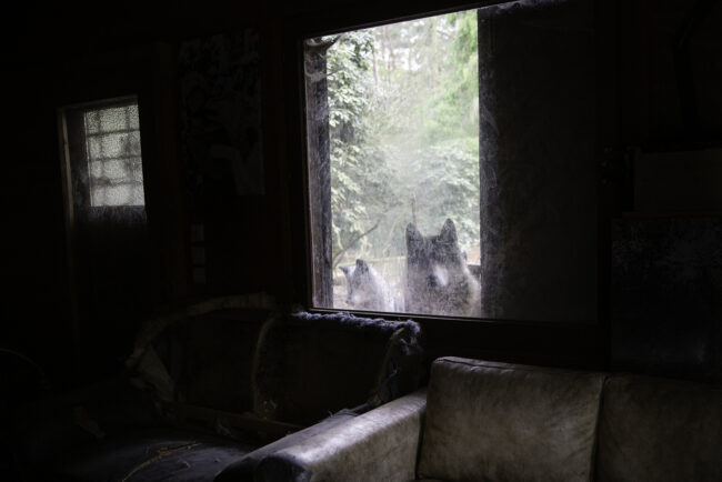 Wolfshunde bei Christian Berge im Garten