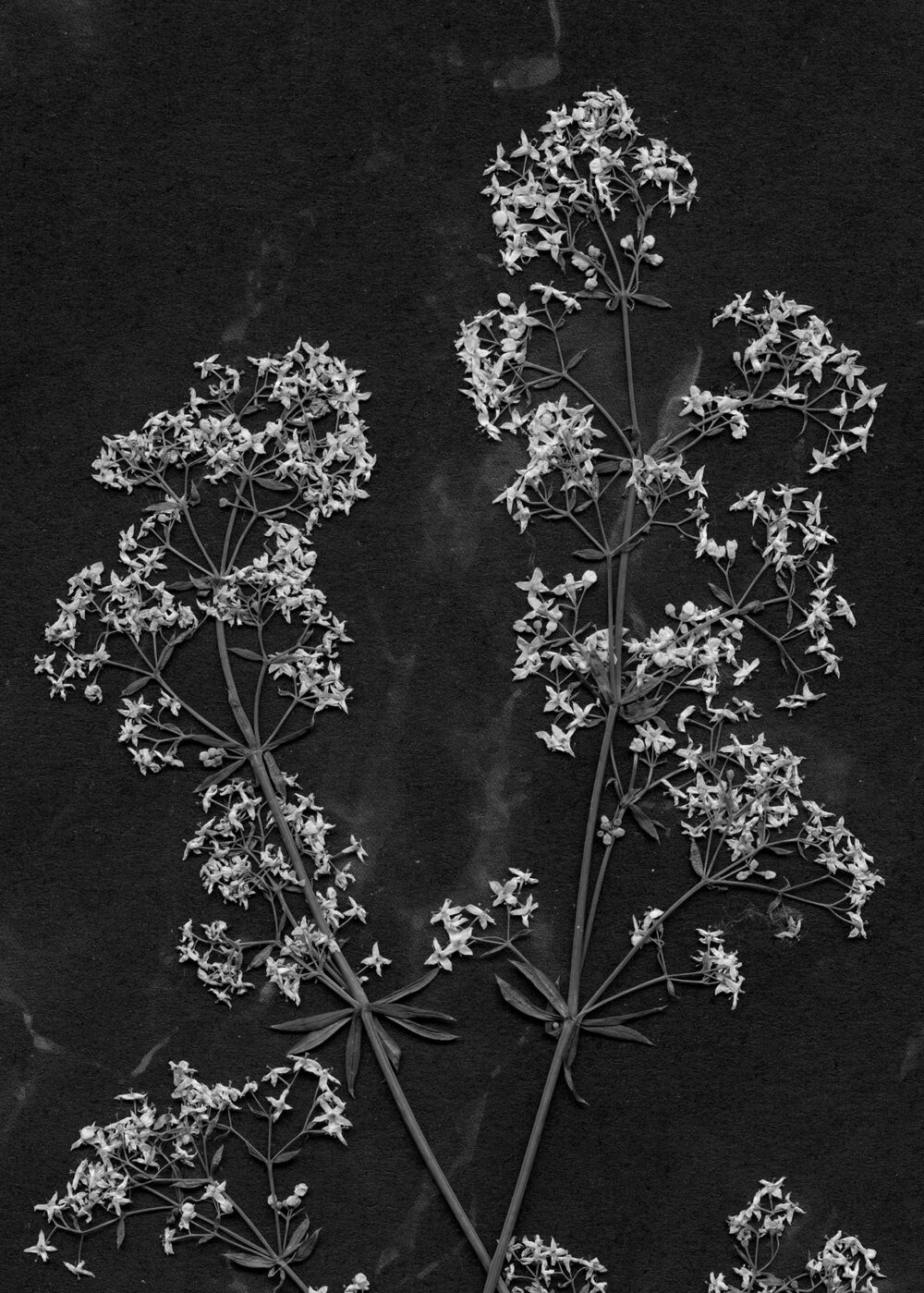 HAGAZUSSA Cathy (24) aus Hannover identifiziert sich als moderne Hexe. Sie glaubt schon lange an die Kraft der Natur und lebt im Einklang mit dem Wandel der Jahreszeiten. Kräuter und Pflanzen sind ihr besonders wichtig.