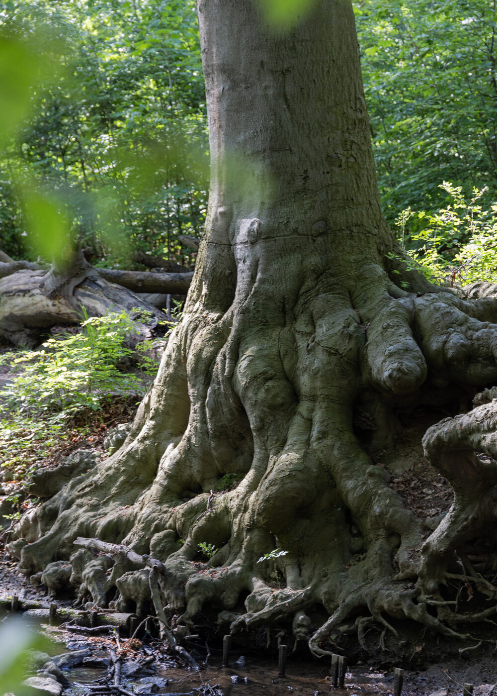 HAGAZUSSA Cathy (24) aus Hannover identifiziert sich als moderne Hexe. Sie glaubt schon lange an die Kraft der Natur und lebt im Einklang mit dem Wandel der Jahreszeiten. Kräuter und Pflanzen sind ihr besonders wichtig.