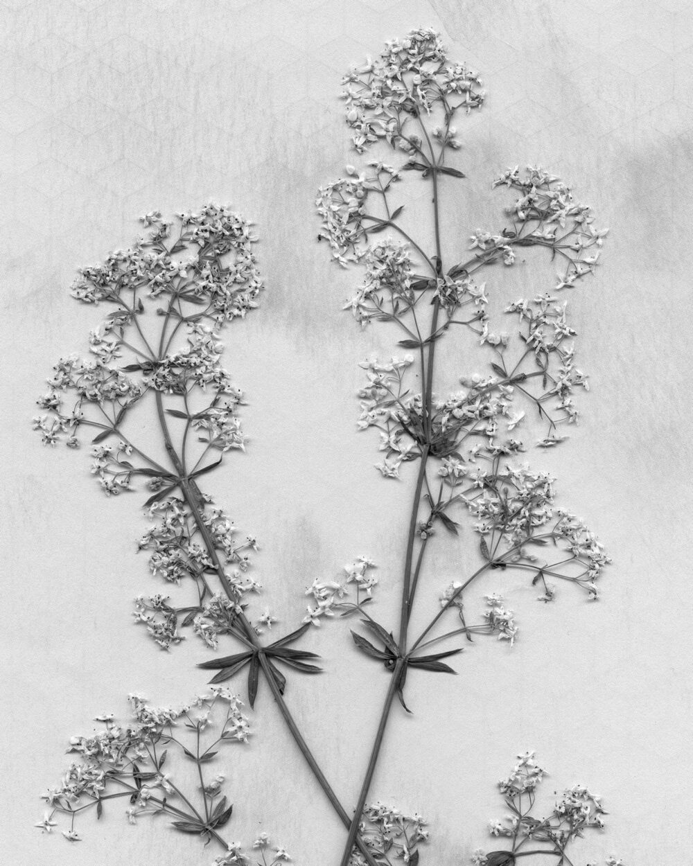 HAGAZUSSA Cathy (24) aus Hannover identifiziert sich als moderne Hexe. Sie glaubt schon lange an die Kraft der Natur und lebt im Einklang mit dem Wandel der Jahreszeiten. Kräuter und Pflanzen sind ihr besonders wichtig.