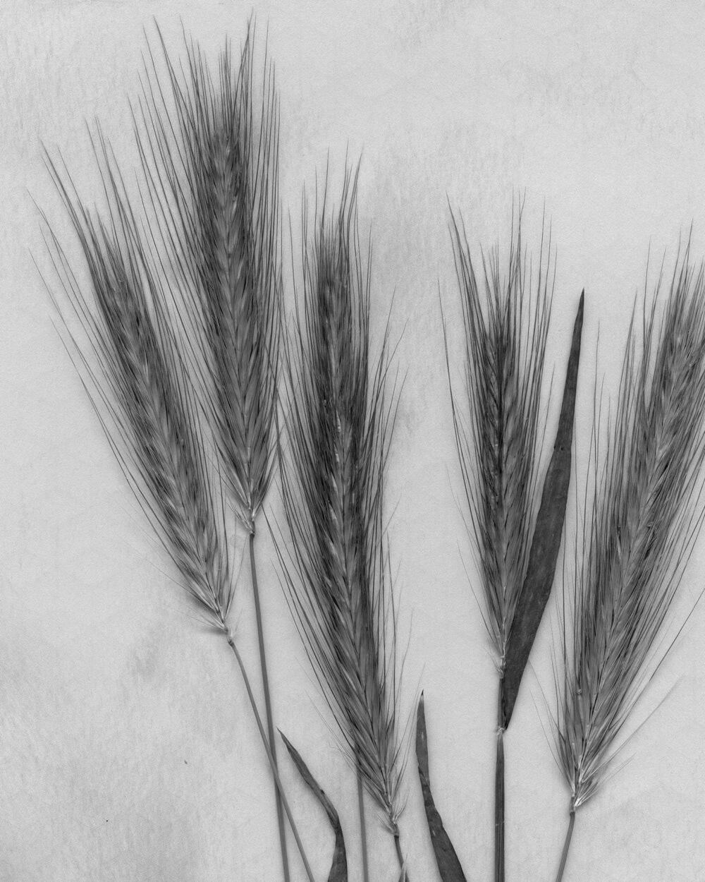 HAGAZUSSA Cathy (24) aus Hannover identifiziert sich als moderne Hexe. Sie glaubt schon lange an die Kraft der Natur und lebt im Einklang mit dem Wandel der Jahreszeiten. Kräuter und Pflanzen sind ihr besonders wichtig.