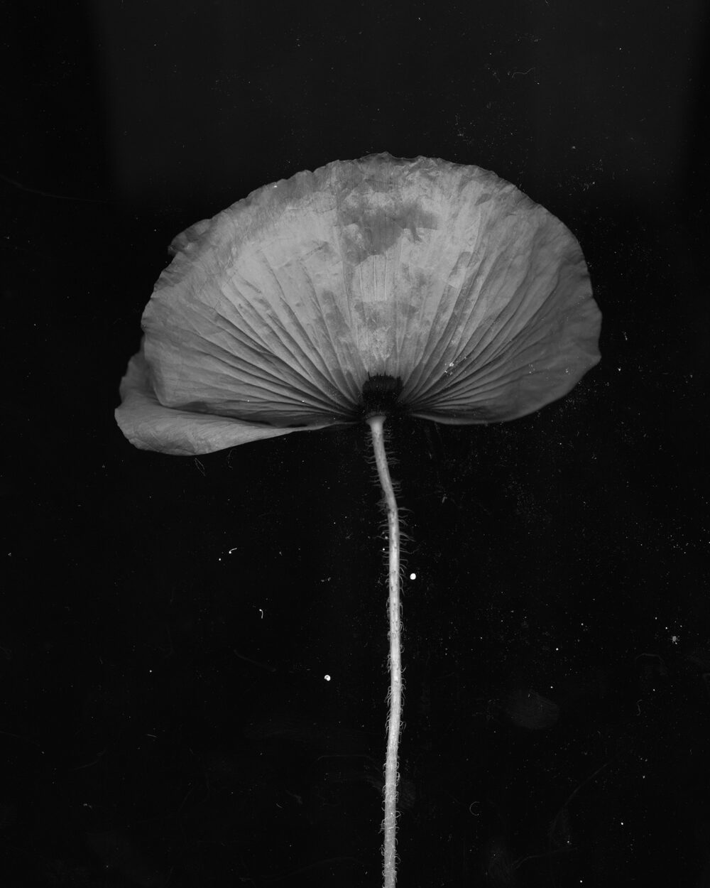 HAGAZUSSA Cathy (24) aus Hannover identifiziert sich als moderne Hexe. Sie glaubt schon lange an die Kraft der Natur und lebt im Einklang mit dem Wandel der Jahreszeiten. Kräuter und Pflanzen sind ihr besonders wichtig.