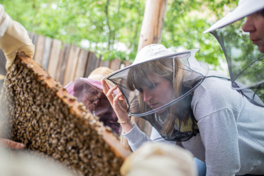 Wesensgemäße Imkerei009 Bei der wesensgemäßen Imkerei steht nicht der hohe Honigertrag an erster Stelle, sondern das wohl der Bienen.