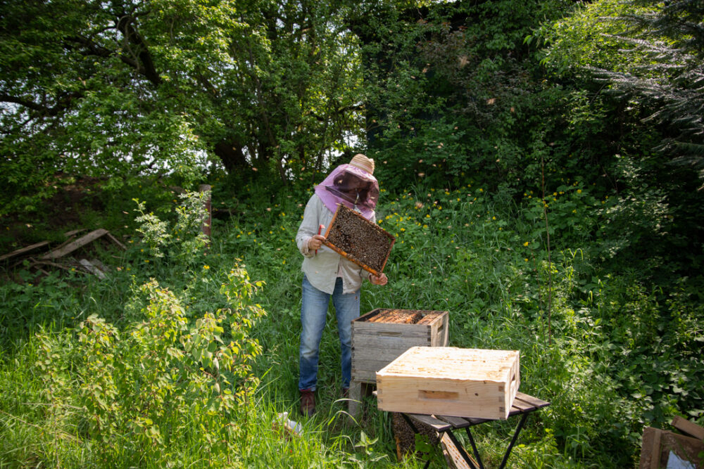 Wesensgemäße Imkerei Bei der wesensgemäßen Imkerei steht nicht der hohe Honigertrag an erster Stelle, sondern das wohl der Bienen.