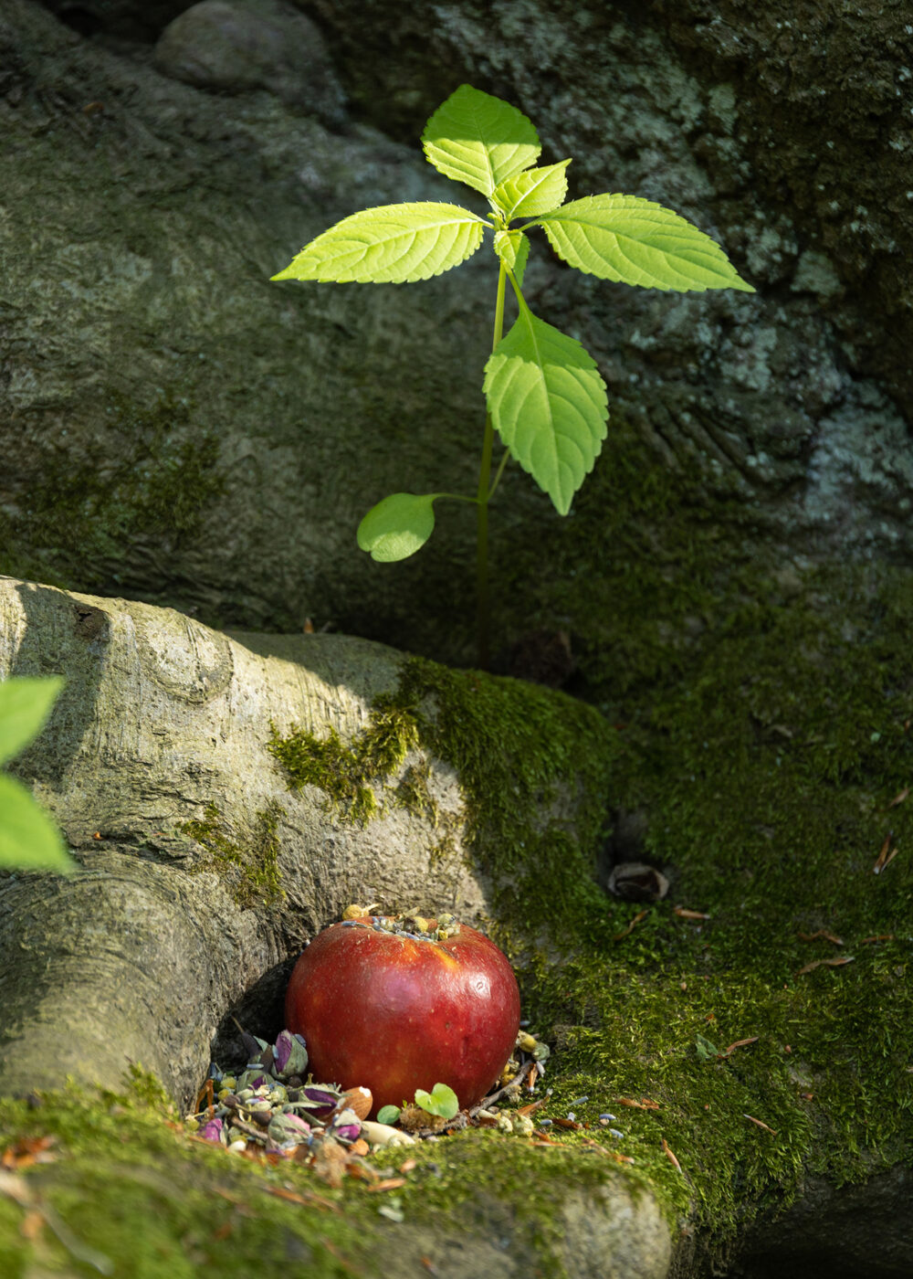 HAGAZUSSA Cathy (24) aus Hannover identifiziert sich als moderne Hexe. Sie glaubt schon lange an die Kraft der Natur und lebt im Einklang mit dem Wandel der Jahreszeiten. Kräuter und Pflanzen sind ihr besonders wichtig.